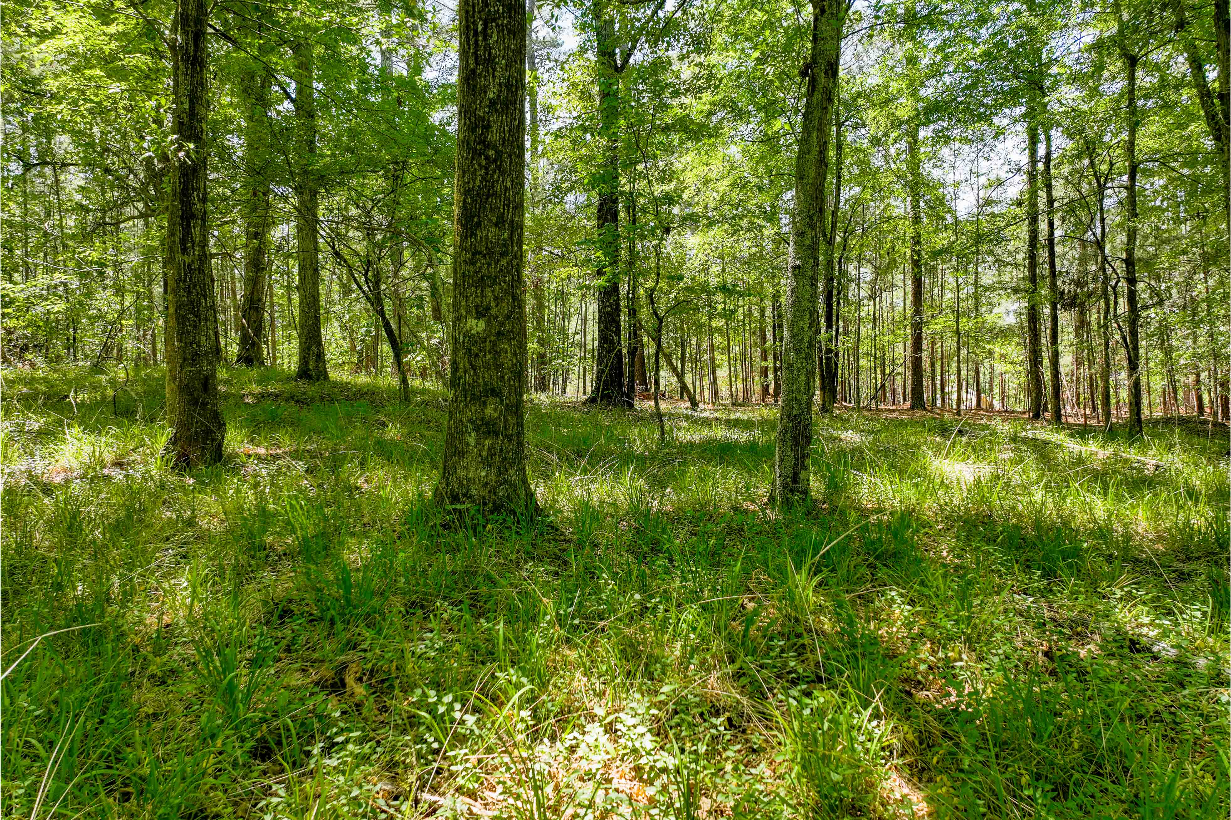 1000 Curtright Place image 4